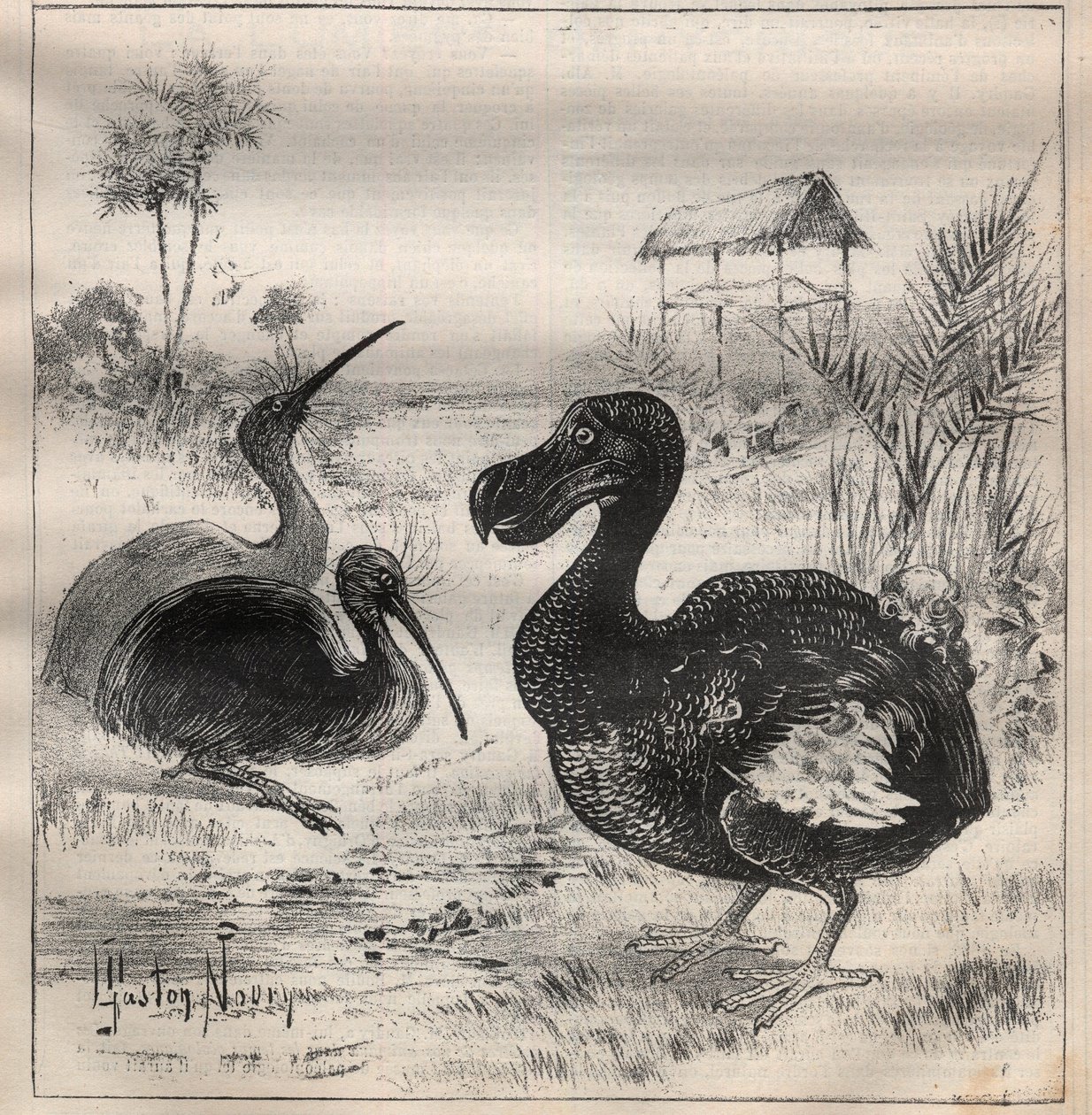 Vögel, die verschwinden: der Dodo und der Apteryx - Gravur in „La Science française“ von Unknown artist