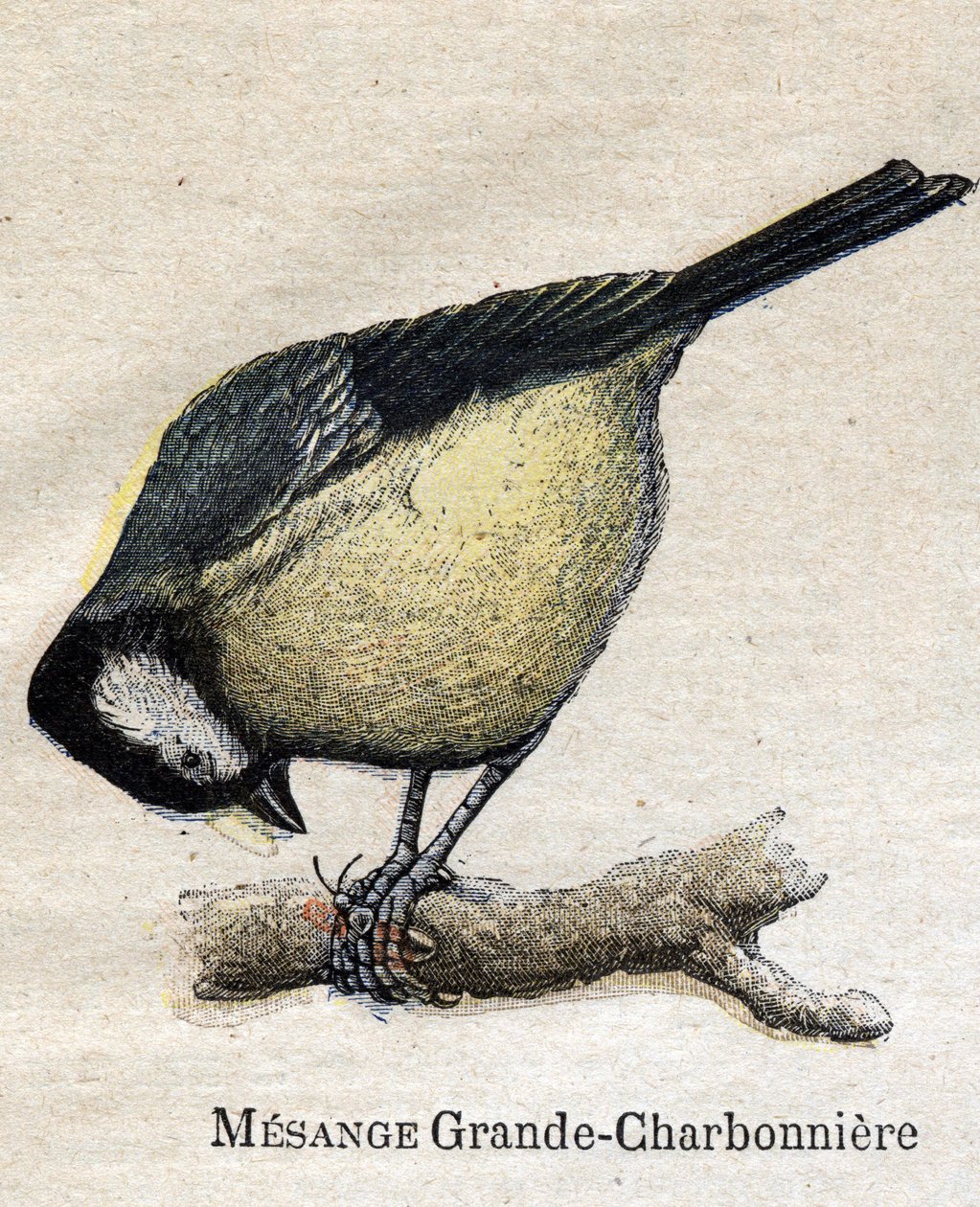 Nützliche Vögel für die Landwirtschaft: Große Meise - Kohlmeise von Unknown artist