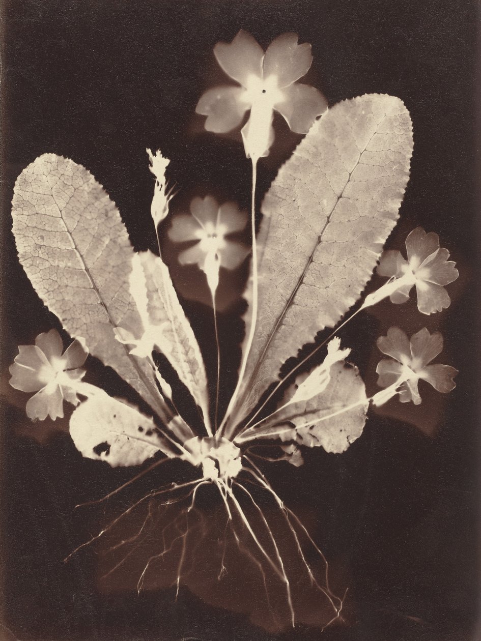 Botanisches Fotogramm von Unknown Artist