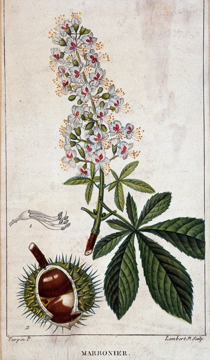 Botanische Tafel - Blumen, Blätter und Früchte des Kastanienbaums von Unknown artist