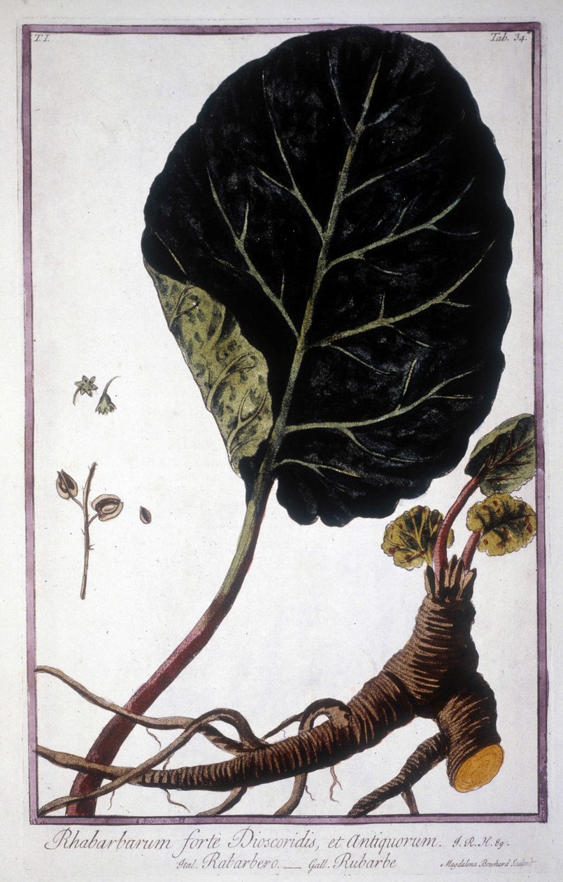 Botanische Tafel: Blatt und Wurzeln des Rhabarbers. Herbarium des 19. Jahrhunderts. von Unknown artist
