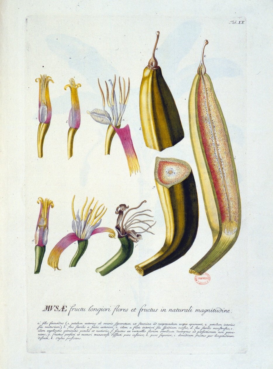 Botanische Tafel: Blumen und Bananenschnitt. n.d. 19. Jahrhundert von Unknown artist