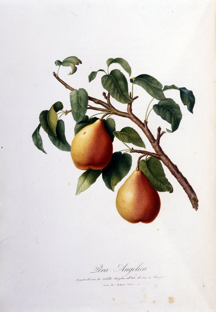 Botanische Tafel, die die Pera Angelica darstellt. 1820 - 1822 von Unknown artist