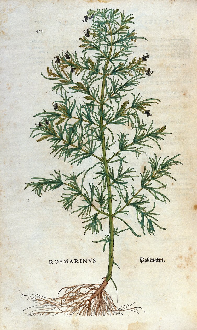 Botanische Tafel: Rosmarin. Herbarium von Leonhard Fuchs, "Historia Stirpium", Basel von Unknown artist