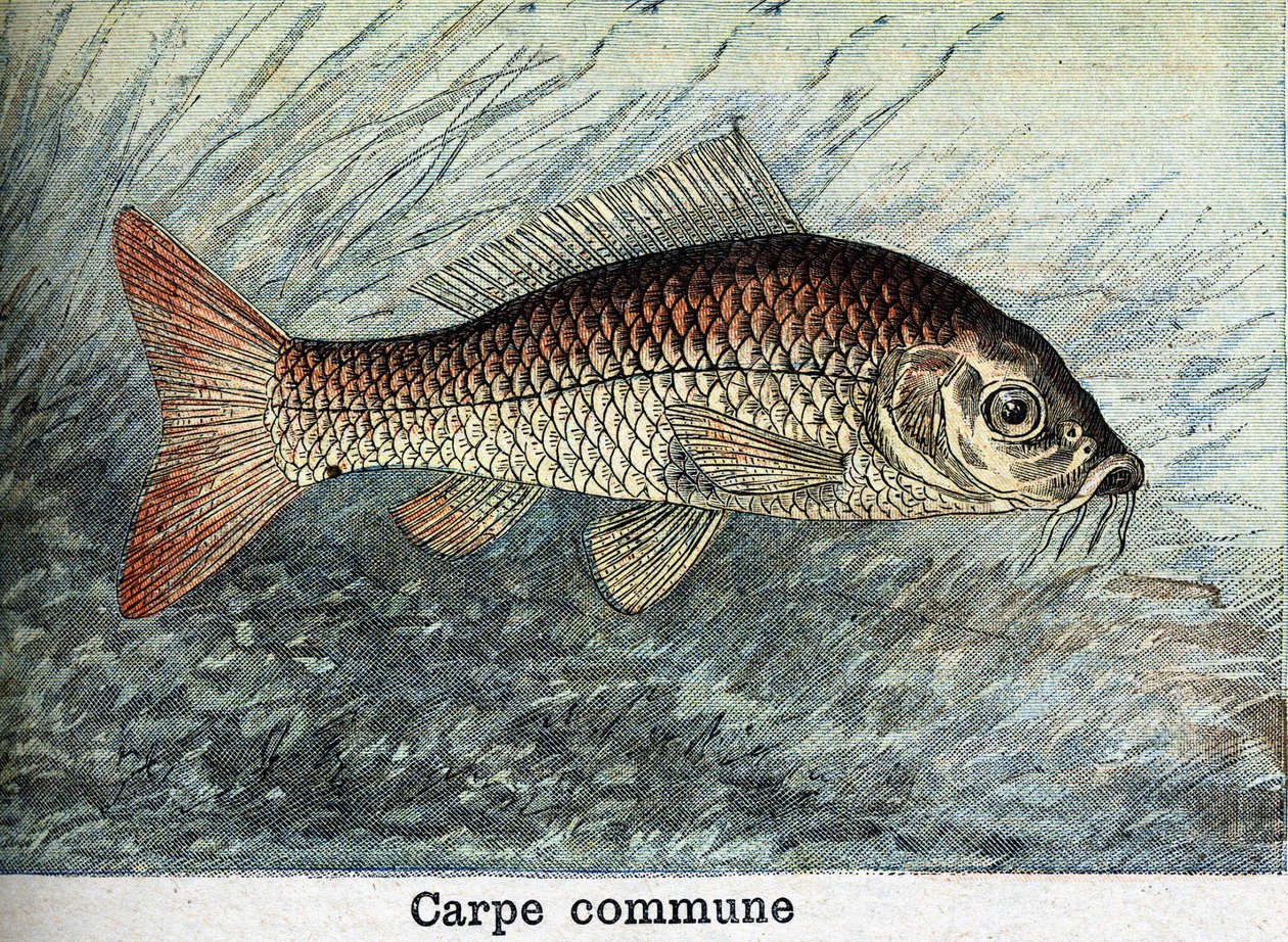 Karpfen Gemeinsame Gravur von 1898 von Unknown artist