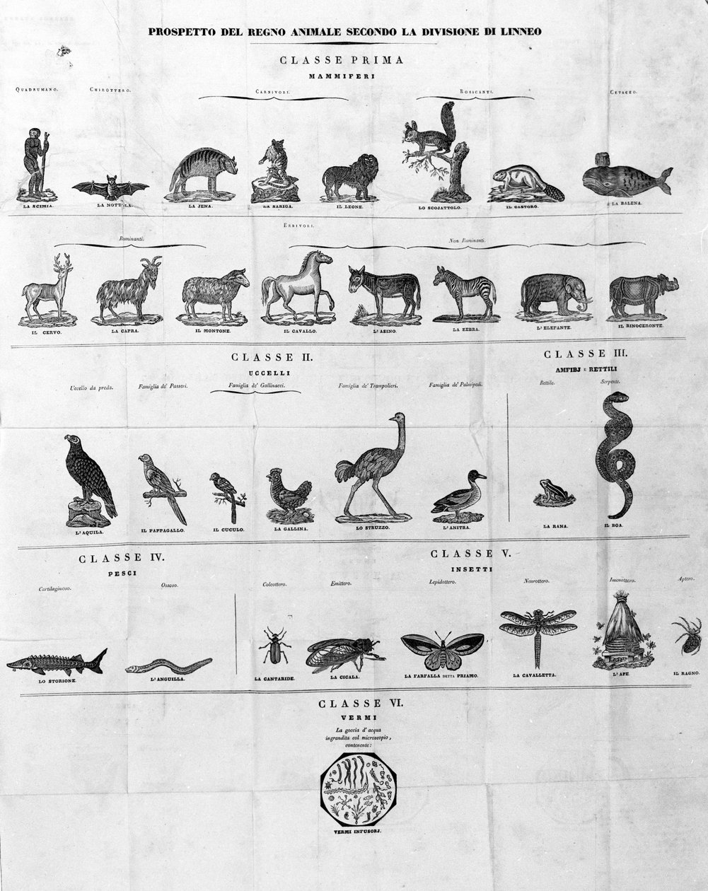 Klassifikation von Carl Von Linné, schwedischer Naturforscher und Schriftsteller (1707 - 1778). Sd. Gravur des 19. Jahrhunderts. von Unknown artist