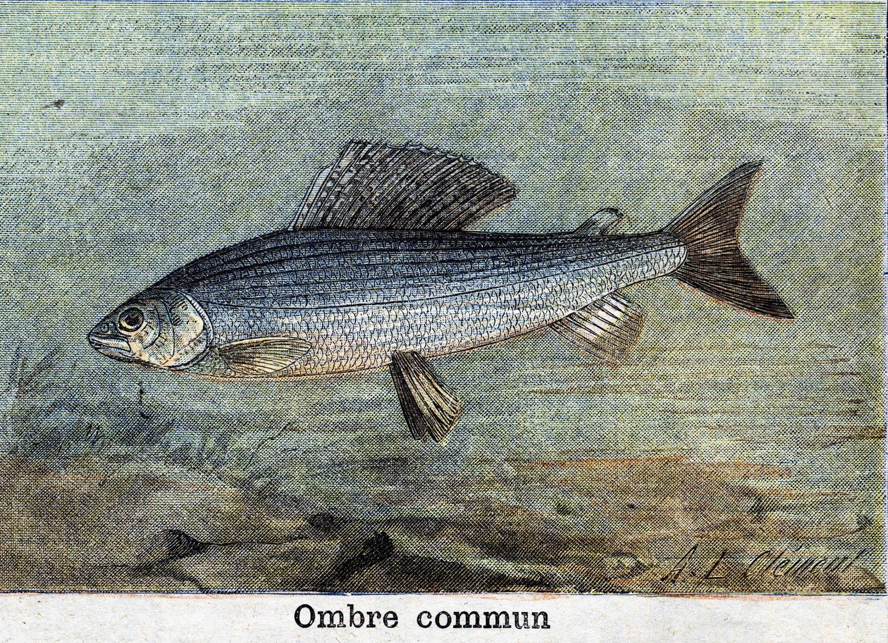 Gemeinsamer Schatten Gravur von 1898 von Unknown artist