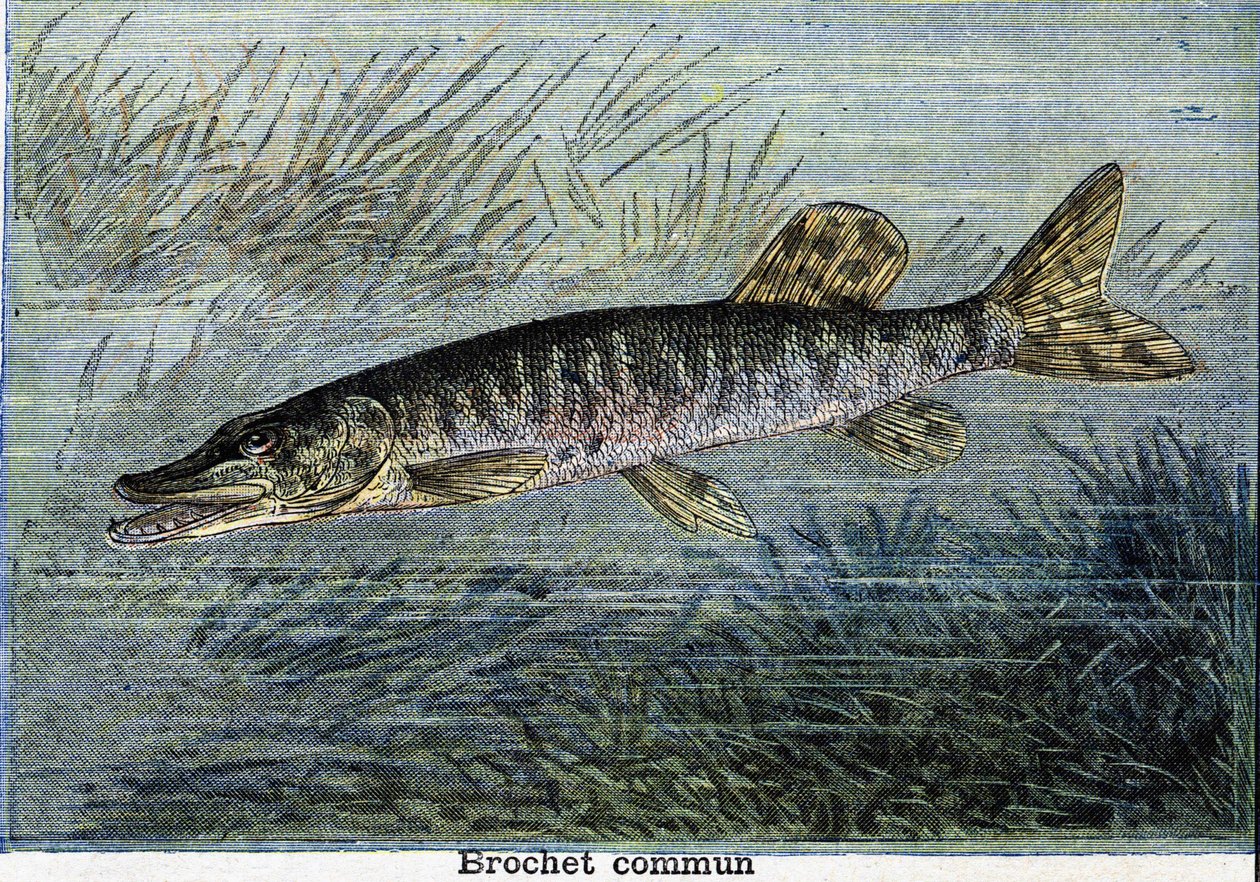 Gemeiner Hecht. Gravur von 1897 von Unknown artist