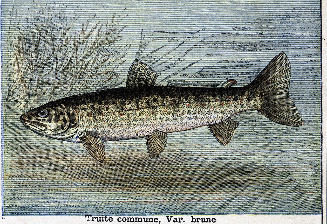 Gemeine Forelle. Gravur von 1897 von Unknown artist