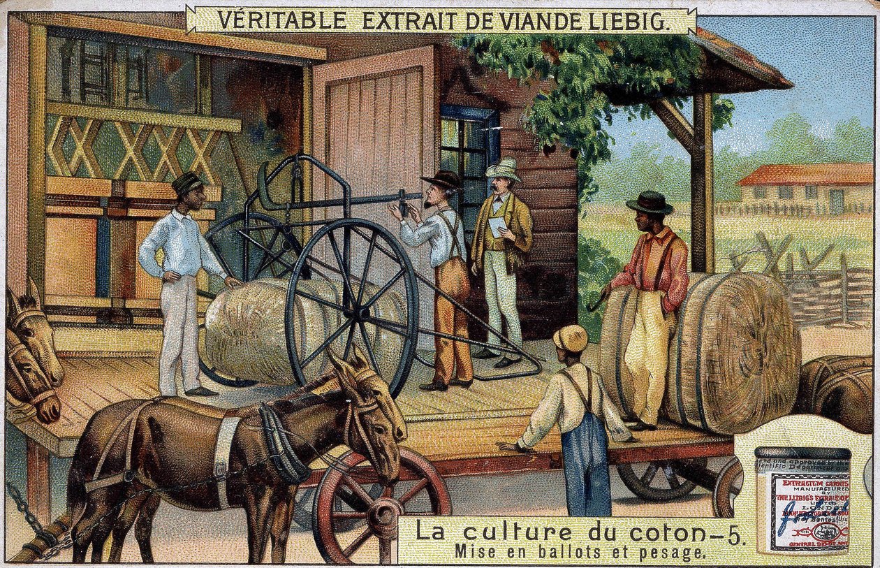 Baumwollanbau: Ballen und Wiegen (USA) Liebig-Chromolithographie des 19. Jahrhunderts von Unknown artist