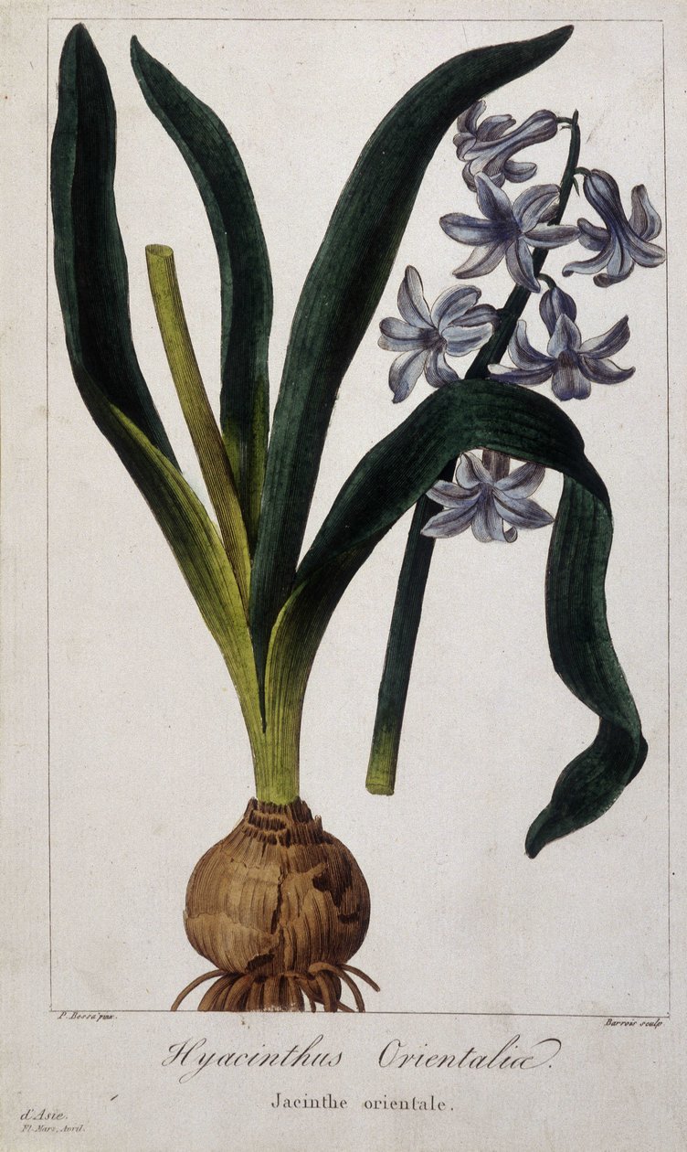 Orientalische Hyazinthe (Hyacinthus Orientalis) Botanische Tafel asiatischer Pflanzen des 19. Jahrhunderts. von Unknown artist