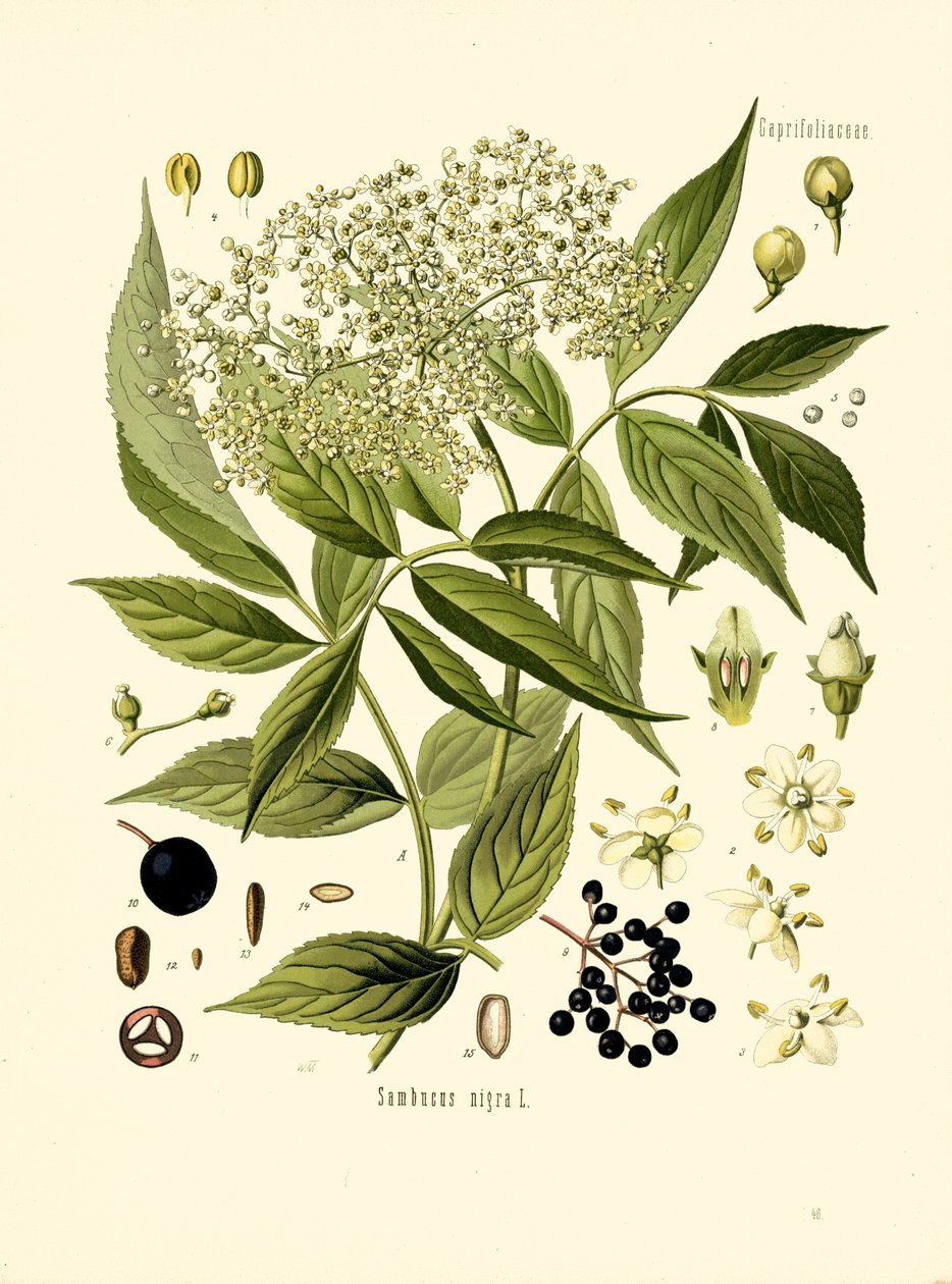 Holunderbaum (Farblithografie) von Unknown artist