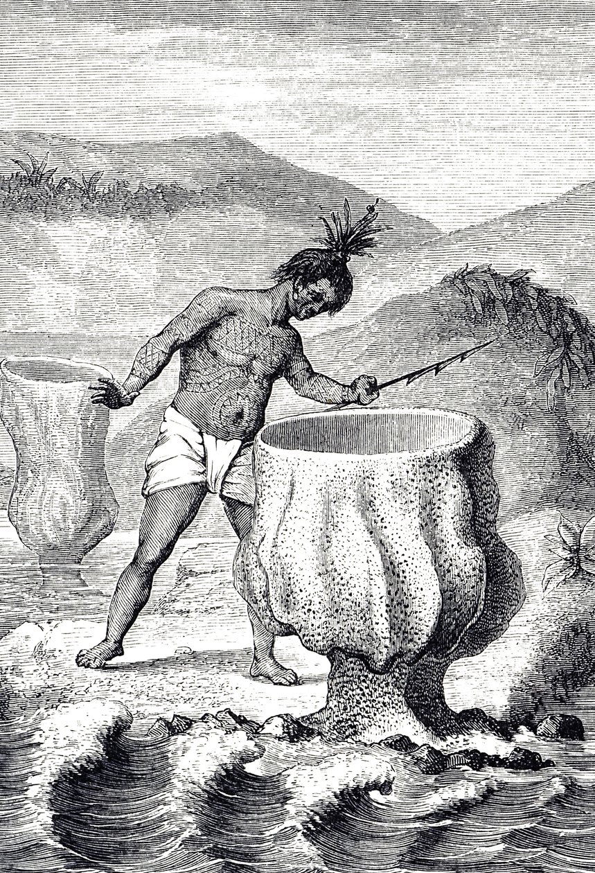 Gravur, die eine Art Schwamm namens Neptuns Becher darstellt von Unknown artist