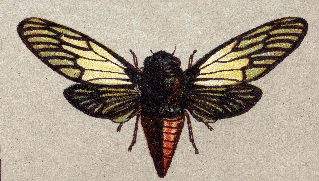Entomologie: Darstellung einer roten Zikade, Insektenserie, Anfang des 20. Jahrhunderts (Chromo) von Unknown Artist