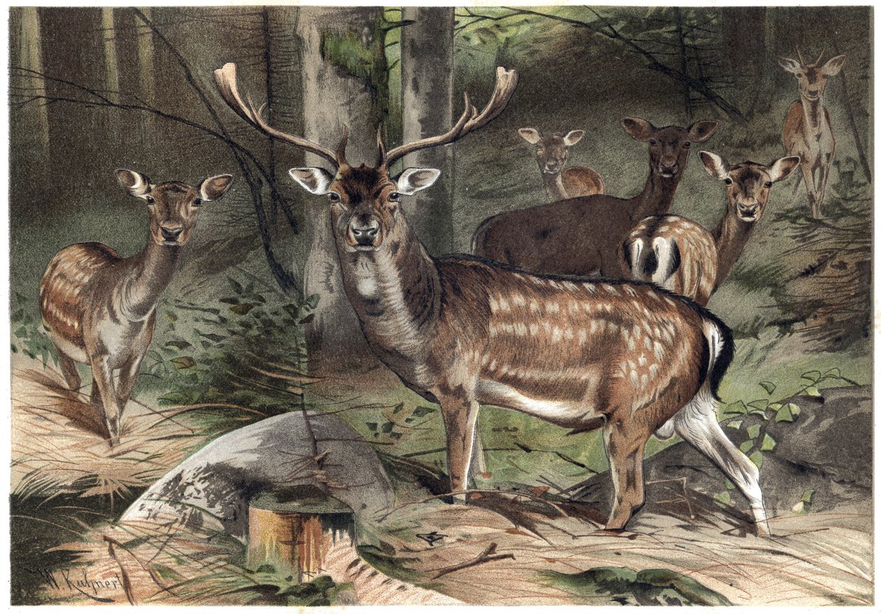 Europäisches Damwild (Dama dama) - Gravur aus „Brehms Tierleben“ von Alfred Edmund Brehm (1829-1884) von Unknown artist