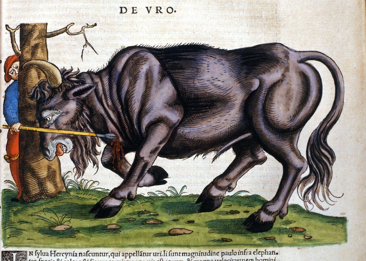 Europäischer Bison (Bos primigenius primigenius), dessen Rasse im 17. Jahrhundert ausstarb in „Historia Animalium“ von Konrad Gesner von Unknown artist