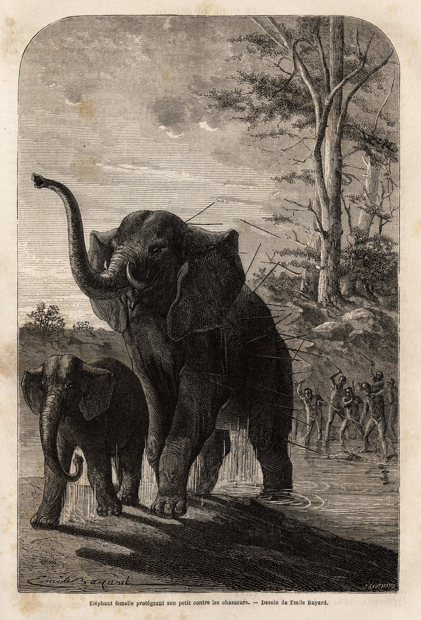 Weiblicher Elefant schützt ihr Junges vor Javelinenjägern von Zambesi. Gravur zur Illustration von Dr. Livingstones ersten Reisen nach Südafrika von 1840 bis 1856, in „Le tour du monde, nouveau journal des voyages“, herausgegeben von Edouard Charton von Unknown artist