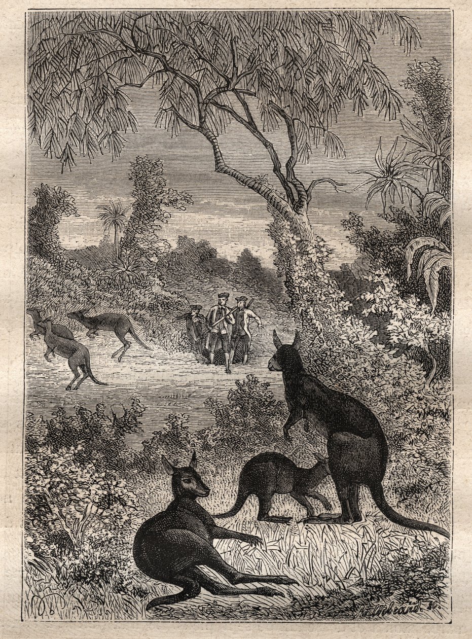 Erste Reise (1768-1771) von Kapitän James Cook (1728-1779): die Matrosen entdecken die Kängurus (Australien) - Illustration aus „Die großen Seefahrer des 18. Jahrhunderts“ von Unknown artist