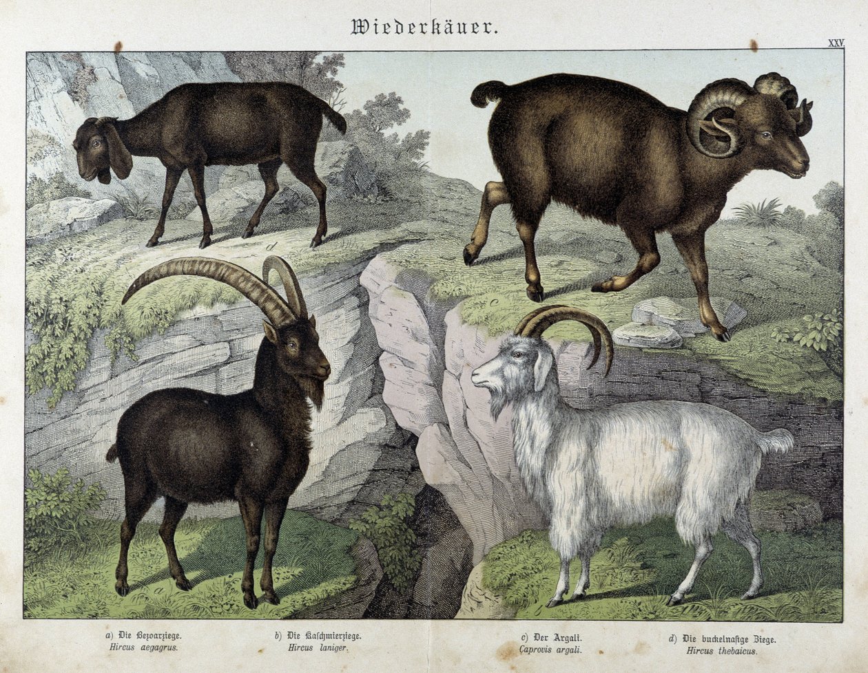 Ziege - in „Natural History of Mammals“, ed. Schreiber von Unknown artist