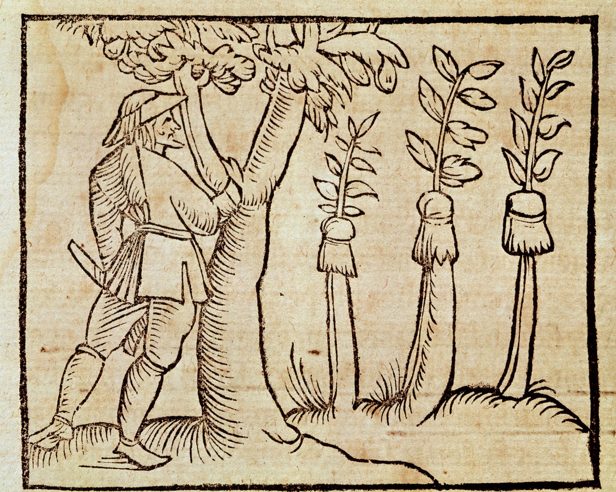 Bäume veredeln, Illustration aus De Agricoltura Vulgare, von Pier Crescenzio, Ausgabe veröffentlicht in Venedig von Unknown artist