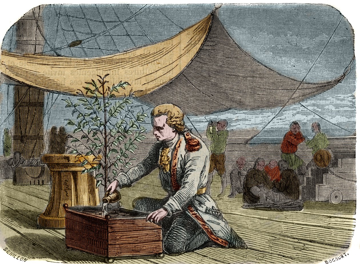 Geschichte des Cafés: Kapitän Gabriel de Clieu (Declieux, Desclieux) (1687/1678- ca. 1774), beauftragt von König Ludwig XIV. im Jahr 1725, eine Kaffeepflanze nach Martinique zu bringen, teilt mit ihm seine Wasserration, um ihn vor dem Austrocknen zu retten von Unknown artist