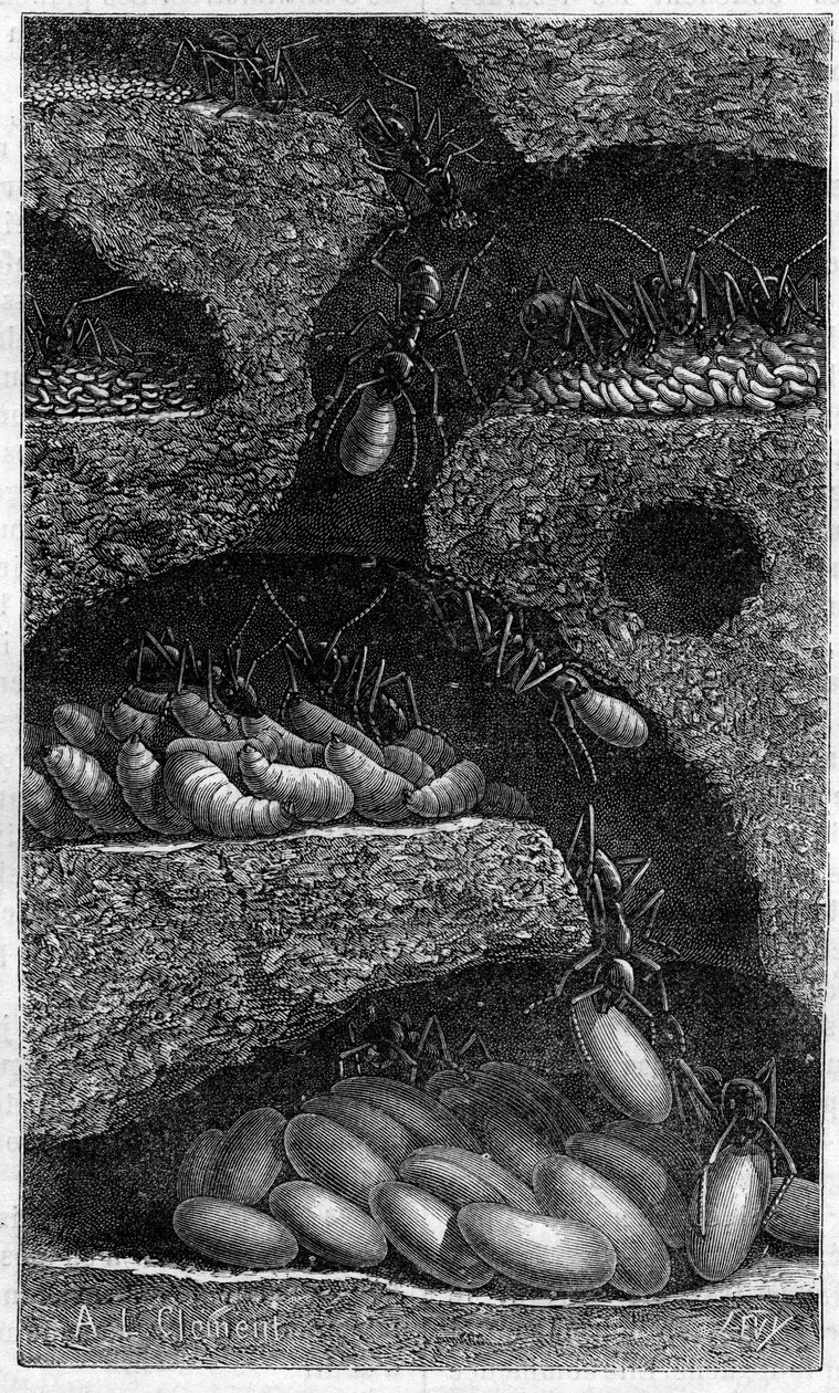 Wohnung von Eiern und Larven in einer Ameise. Gravur in „le journal de la Jeunesse“ von 1888. von Unknown artist