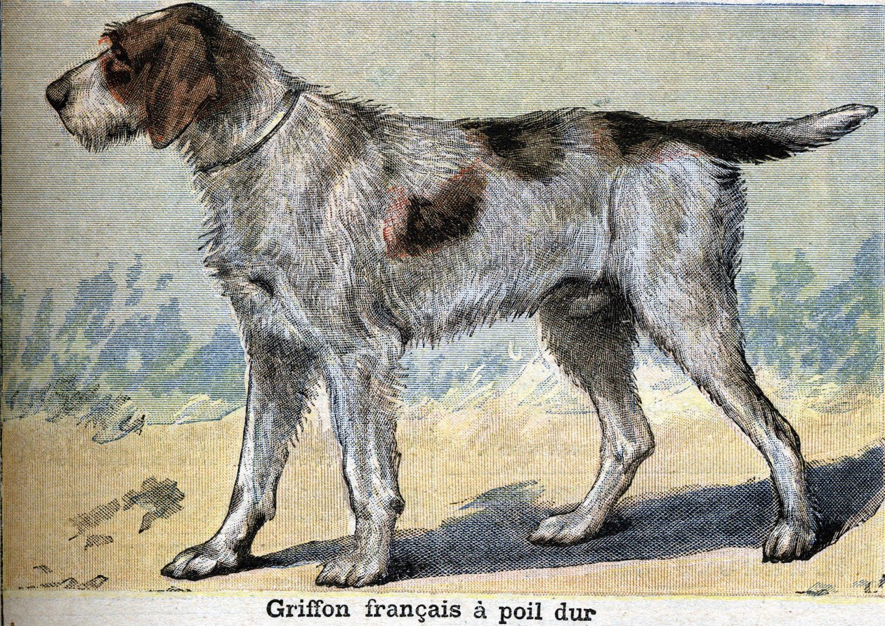 Jagdhund: Griffon français rauhaarig von Unknown artist
