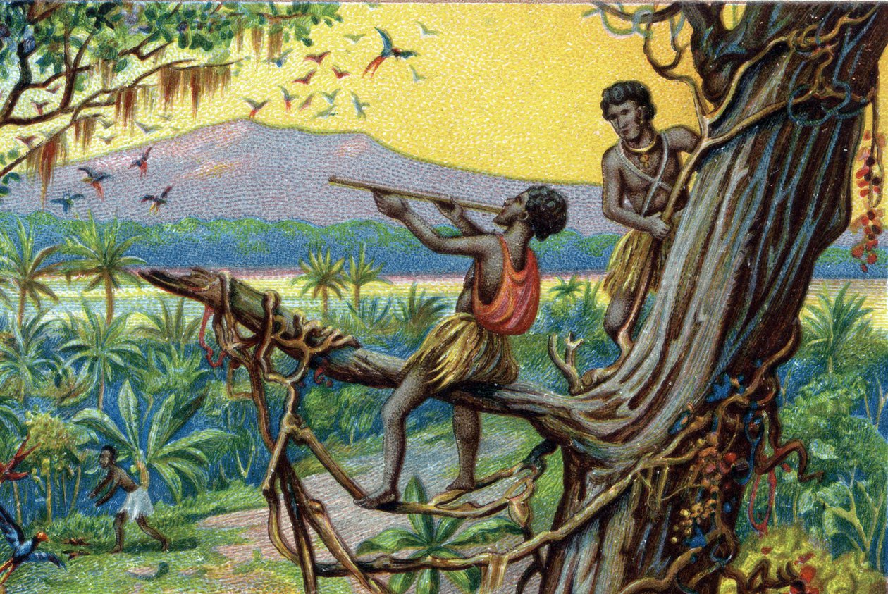 Jagdmethode. Jagd auf Kolibris im polynesischen Archipel: Die Bewohner verwenden Köder. Chromolithographie des 19. Jahrhunderts. von Unknown artist