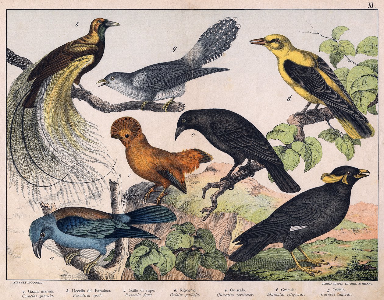 Illustration für „Naturgeschichte der Vögel“, Hrsg. Hoepli, Mailand von Unknown Artist