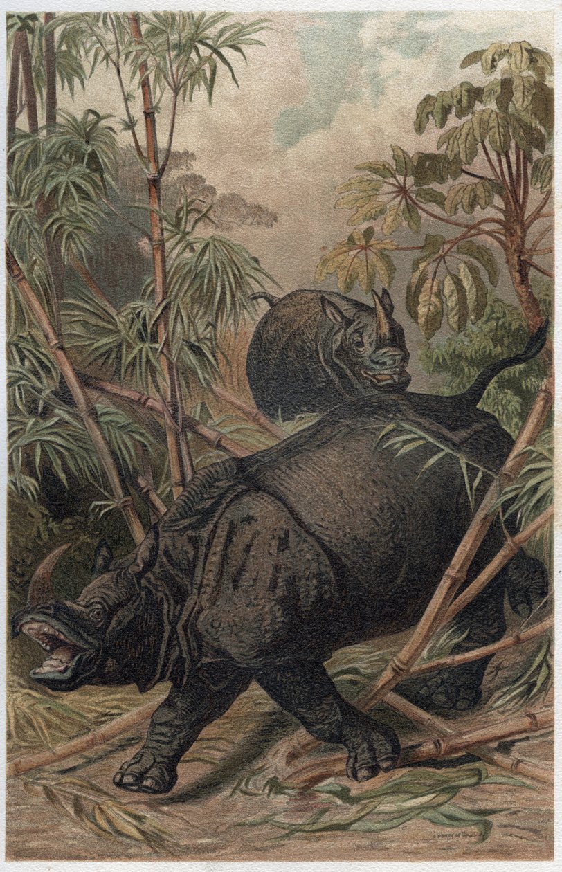 Indisches Nashorn - Das indische Nashorn (Rhinoceros unicornis) - Gravur aus „Brehms Tierleben“ von Alfred Edmund Brehm (1829-1884) von Unknown artist