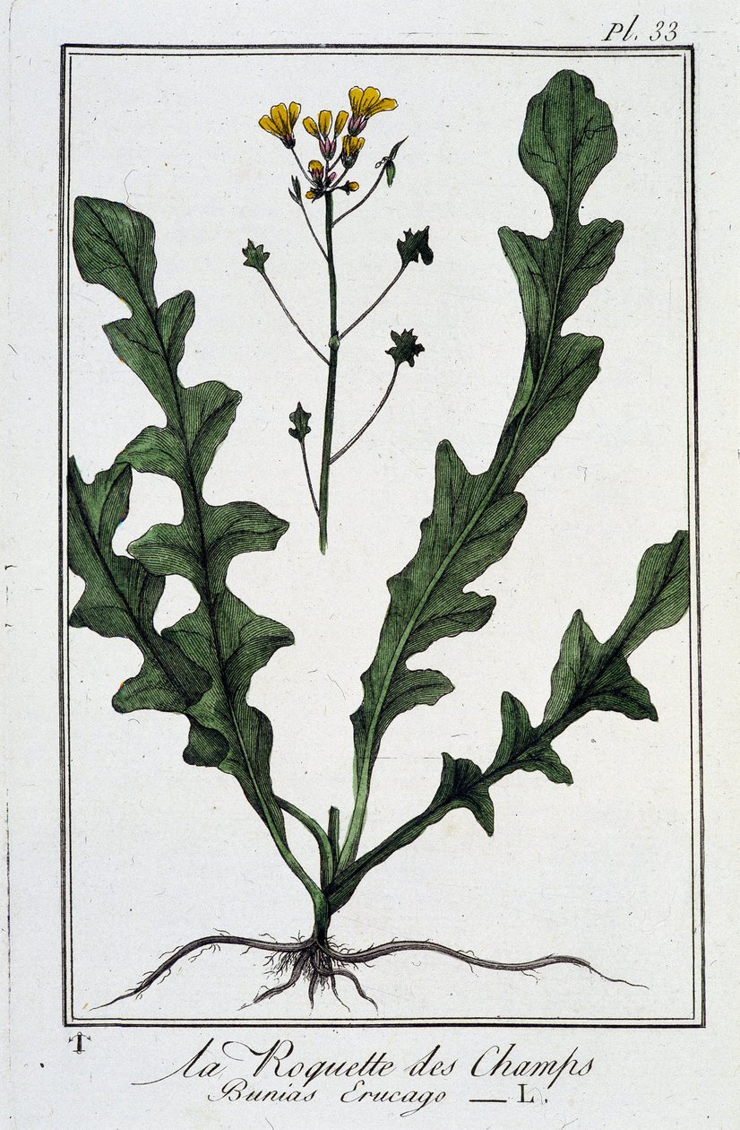 Die Feld-Rauke (Bunias Erucago) - in „Übungen der Botanik für den Gebrauch der Händler“, geschrieben von J.C. Philibert, Druckerei Crapelet, Paris von Unknown artist