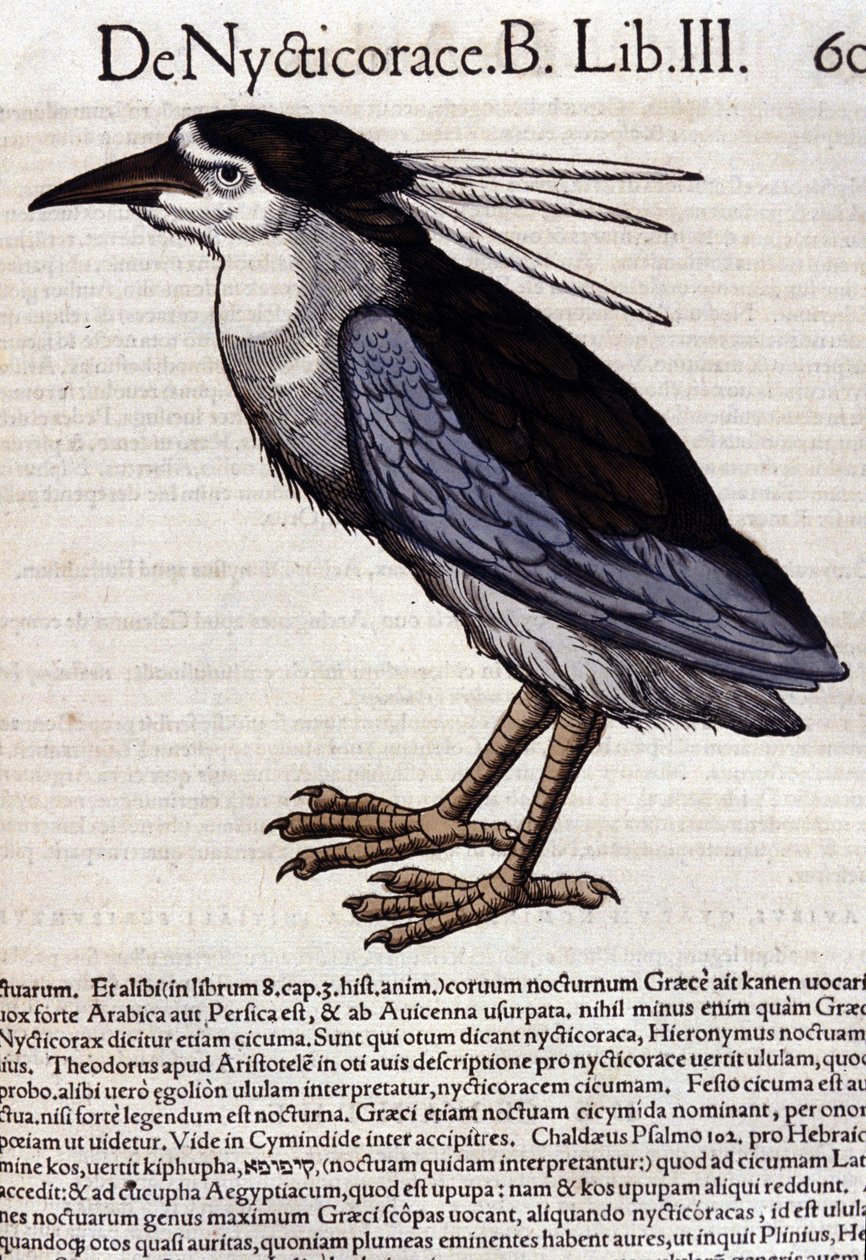 Der Nachtreiher in Historia Animalium von Conrad Gesner (1516 - 1565), Tiguri von Unknown artist