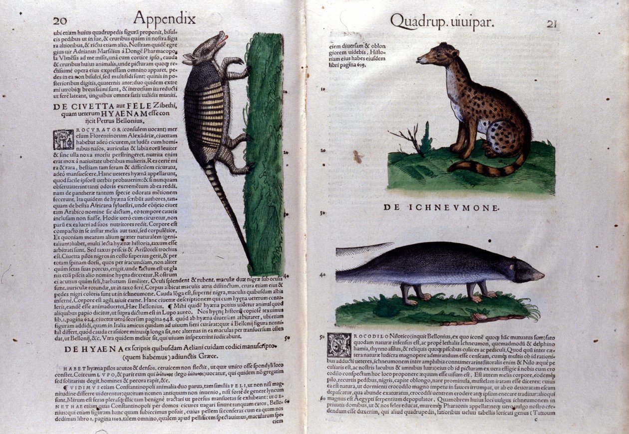 Der Zibet, die Hyäne und die Manguste in Historia Animalium von Conrad Gesner (1516 - 1565), Tiguri von Unknown artist