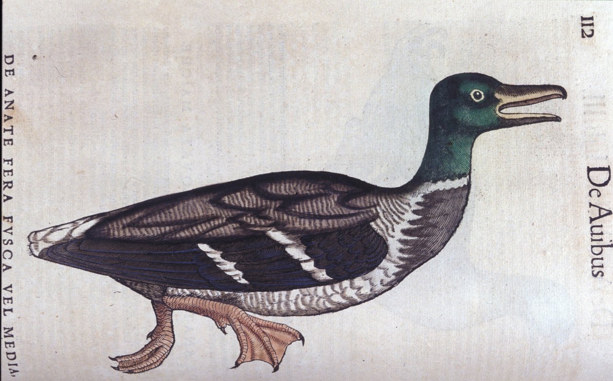 Die Löffelente in Historia Animalium von Conrad Gesner (1516 - 1565), Tiguri von Unknown artist