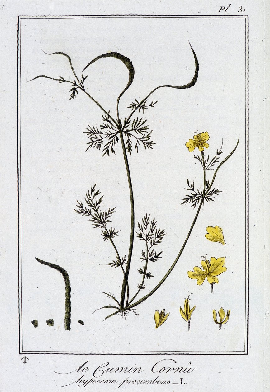 Der Hornklee (Hypecoom procumbens) - in „Übungen der Botanik für den Gebrauch der Händler“, geschrieben von J.C. Philibert, Druckerei Crapelet, Paris von Unknown artist