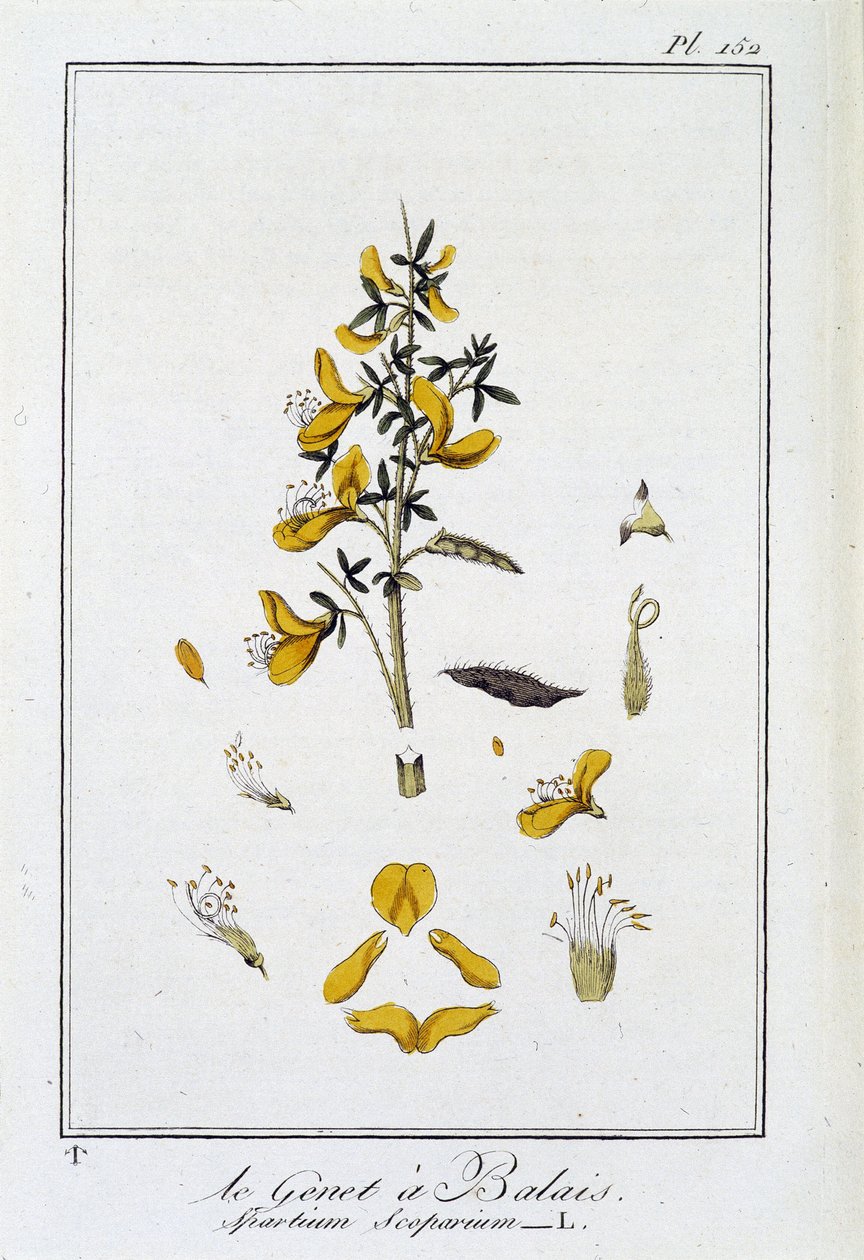 Der Besenginster (Spartium Scoparium) - in „Übungen der Botanik für den Gebrauch der Händler“, geschrieben von J.C. Philibert, Druckerei Crapelet, Paris von Unknown artist