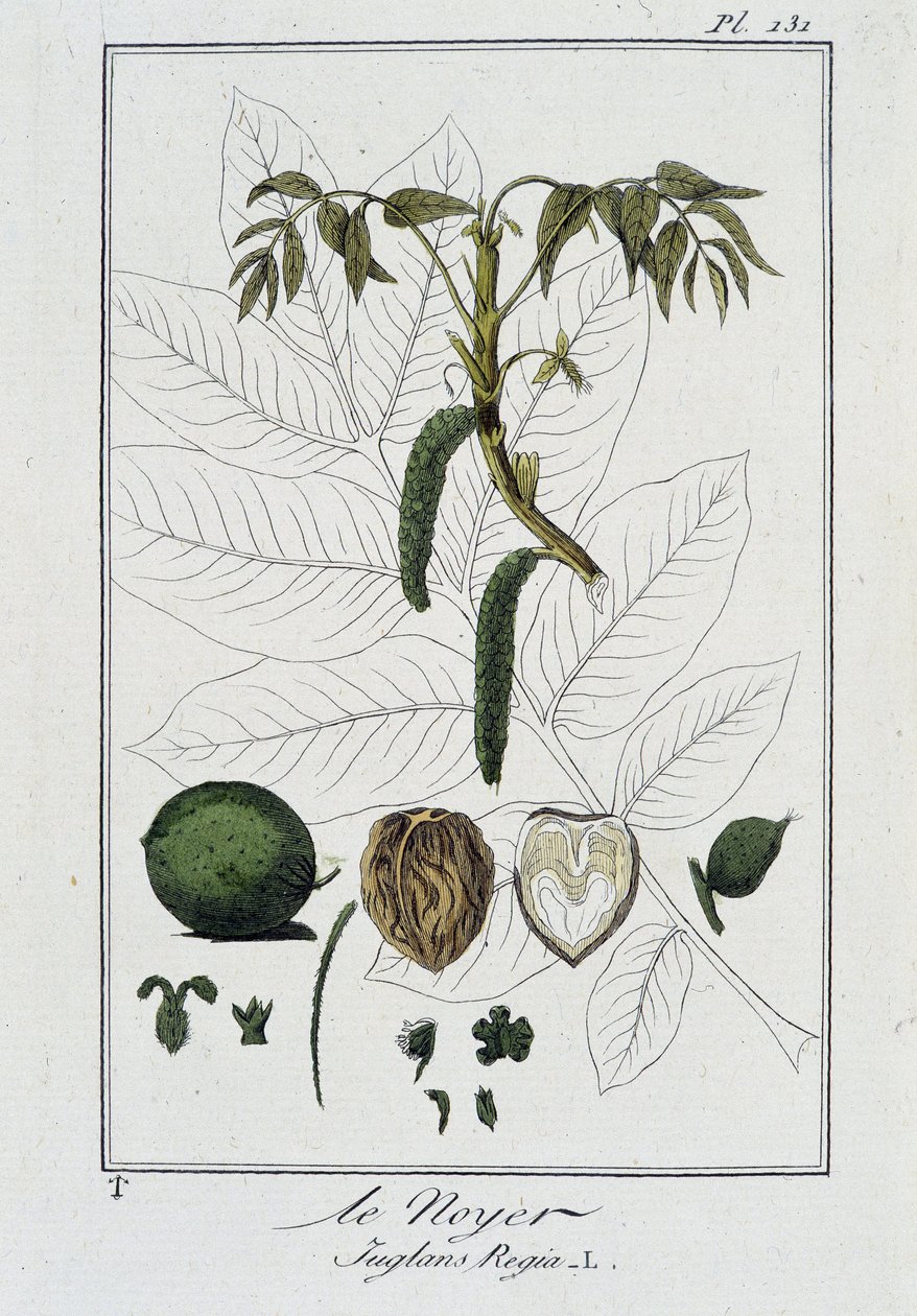 Der Walnussbaum (Juglans Regia) - in „Botanikübungen für Kaufleute“, verfasst von J.C. Philibert, Druckerei Crapelet, Paris von Unknown artist