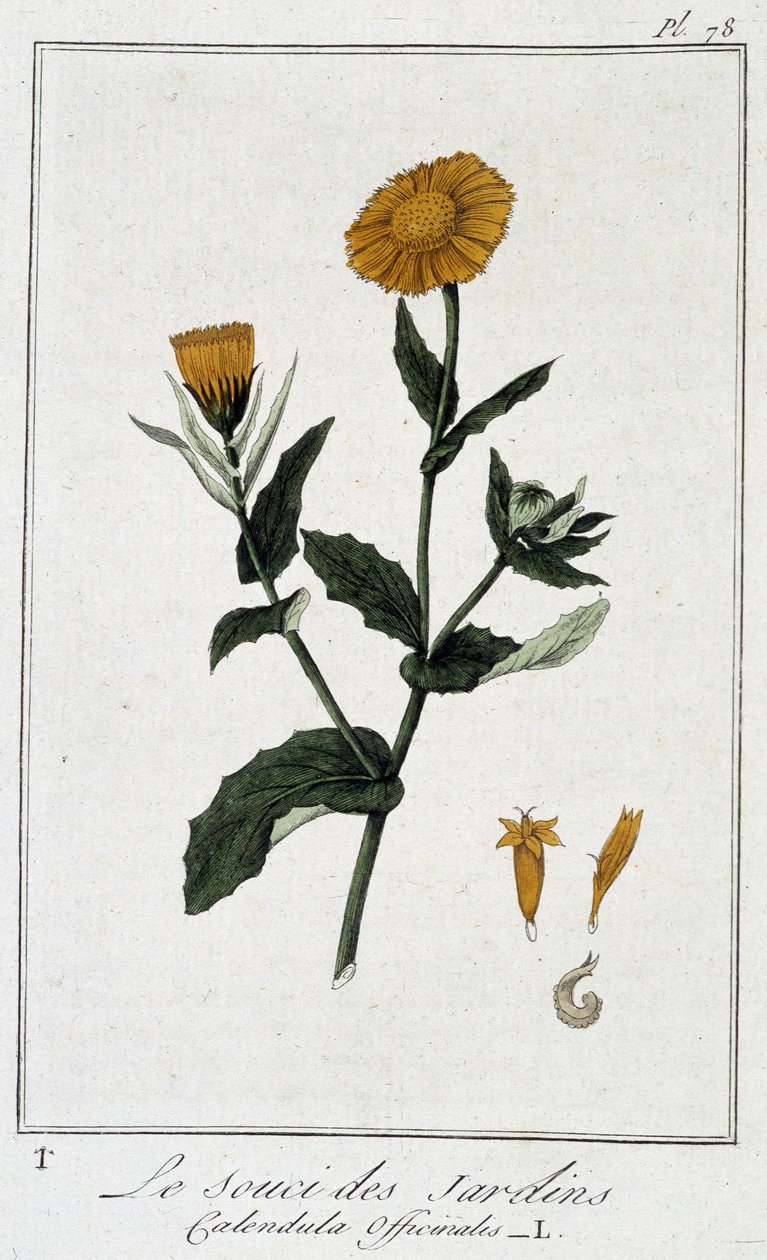 Der Garten-Ringelblume (Calendula officinalis) - in „Übungen der Botanik für Händler“, verfasst von J.C. Philibert, Druckerei Crapelet, Paris von Unknown artist