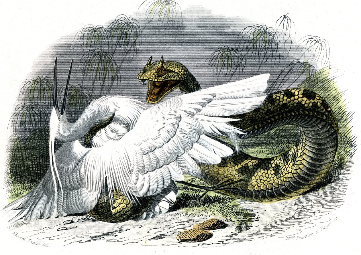 Die Hornviper (Vipera cerastes) - Tafel aus Naturgeschichte von Bernard Germain de Lacepede (1856-1925), Ausgabe P.Furme, Paris von Unknown artist