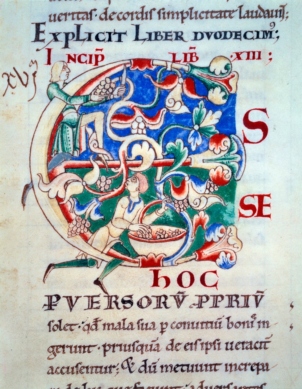 Lettrine C; eine Weinrebe, frühes 12. Jahrhundert. Miniatur des Mittelalters. Manuskript „Moralia in Job“ aus der Abtei Citeaux für Papst Gregor I von Unknown artist