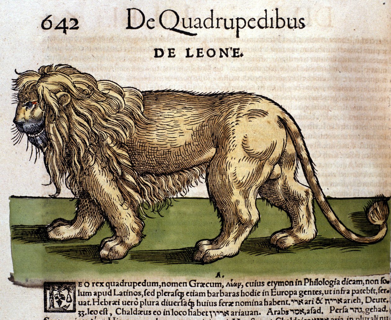 Löwe nach der Historia Animalium von Conrad Gesner, Tiguri 1560. Biblioteca nazionale Braidense. Mailand von Unknown artist