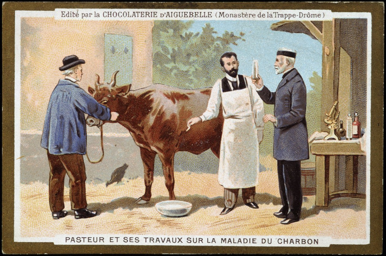 Louis Pasteur und seine Arbeit über die Milzbrandkrankheit - Werbeetikett von Chocolats d