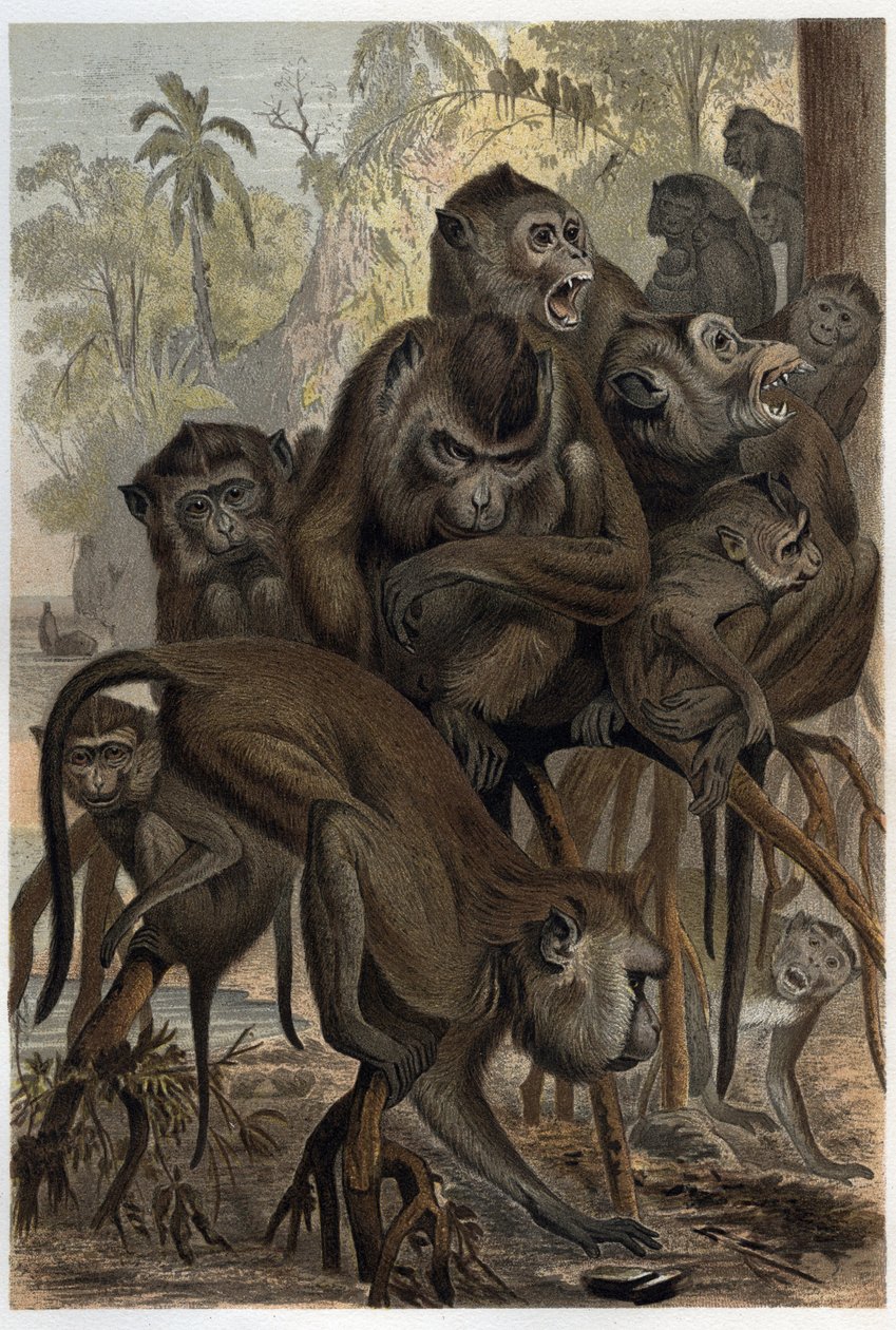 Makaken (Macaca) (Cercopithecinae) - Gravur aus 
