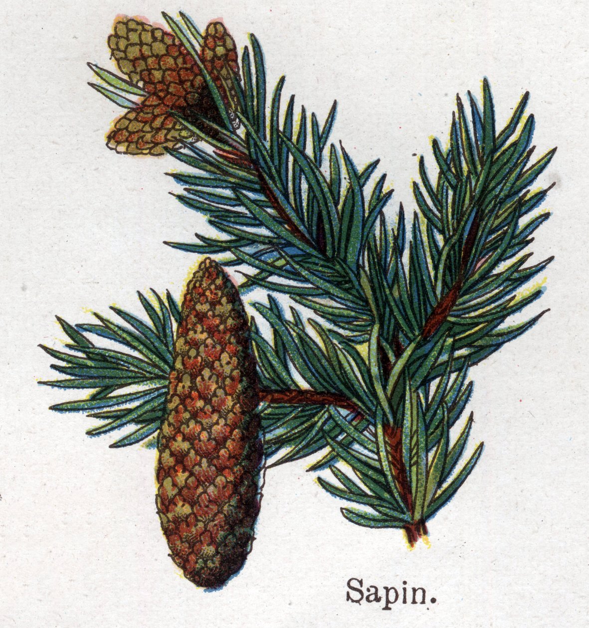 Medizinische und essbare botanische Pflanzen: Tanne. Gravur in „La medication naturelle“ von Friedrich Eduard Bilz (1842-1922) von Unknown artist