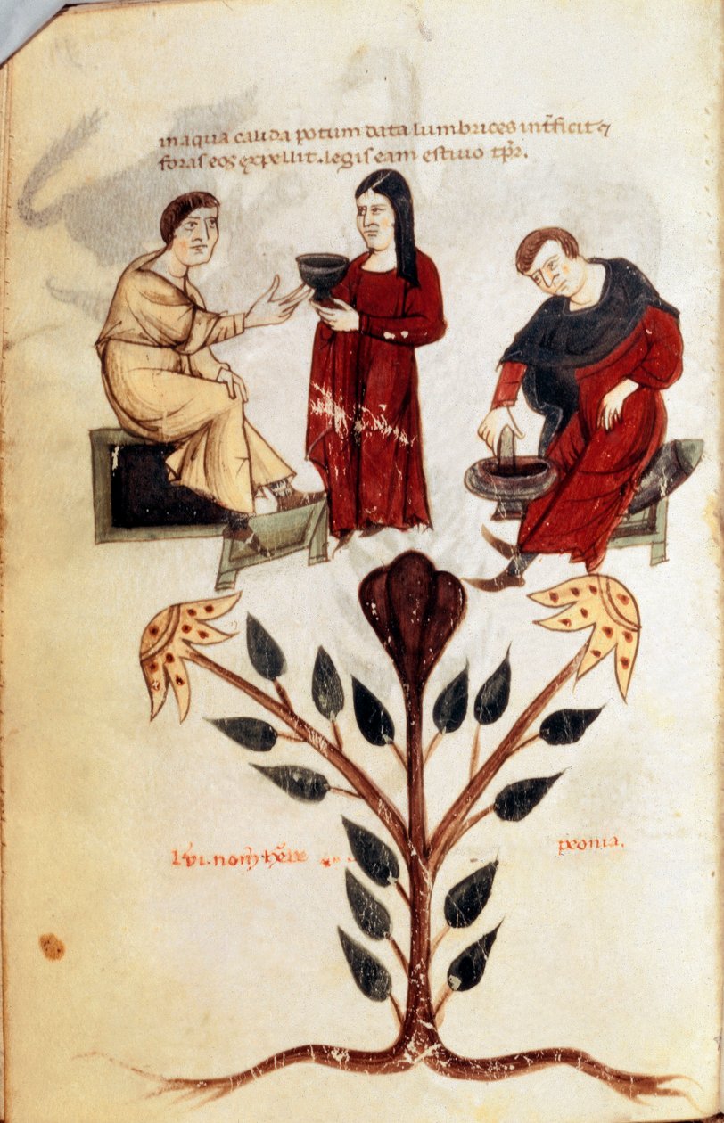 Medizin: Zubereitung eines Kräutertranks (Pfingstrose) (Miniatur aus „De diversis herbis“ von Hippokrates dem Großen oder Hippokrates von Kos) von Unknown artist