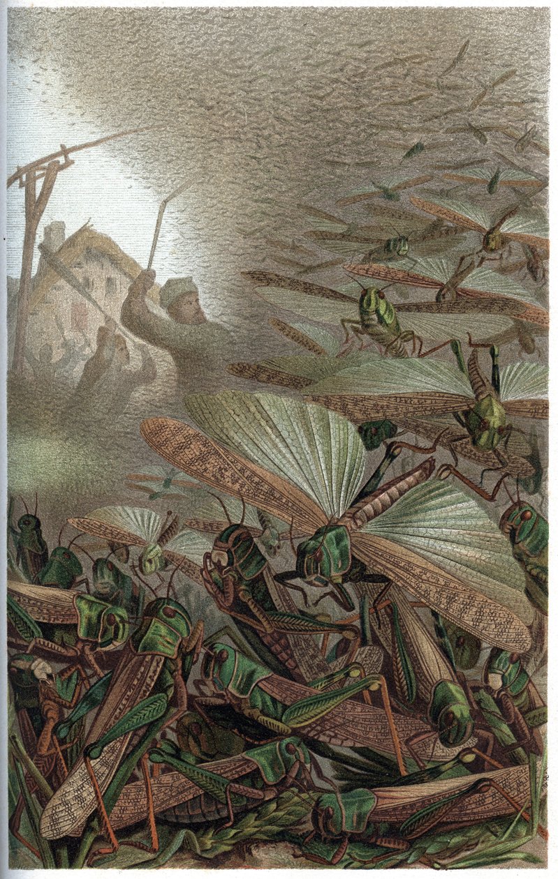 Wanderheuschrecke - Die Wanderheuschrecke (Locust migratoria) - Gravur aus „Brehms Tierleben“ von Alfred Edmund Brehm (1829-1884) von Unknown artist