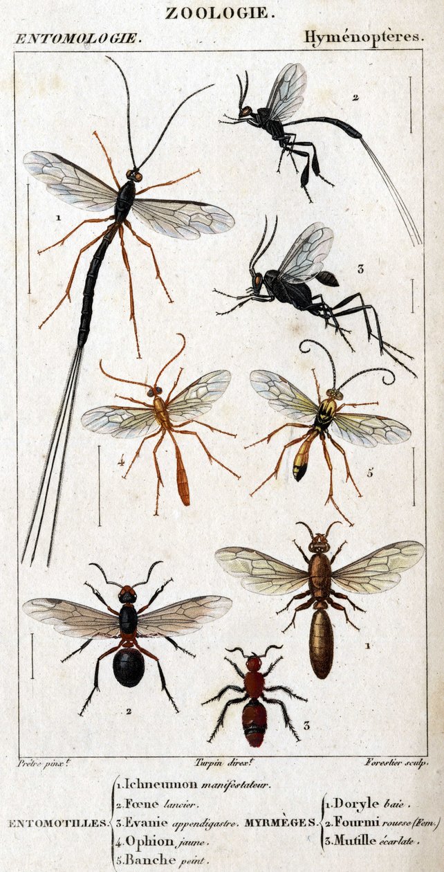 Tafel der Naturgeschichte. Entomologie. Hymenopteren-Familie. von Unknown artist