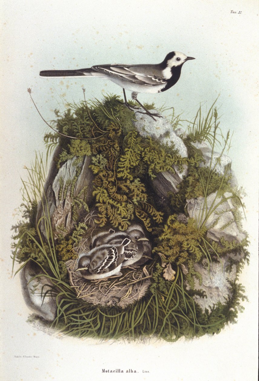 Ornithologie: eine graue Bachstelze (Motacilla alba) in der Nähe des Nestes ihrer Jungen. Zoologische Tafel des 19. Jahrhunderts von Unknown artist
