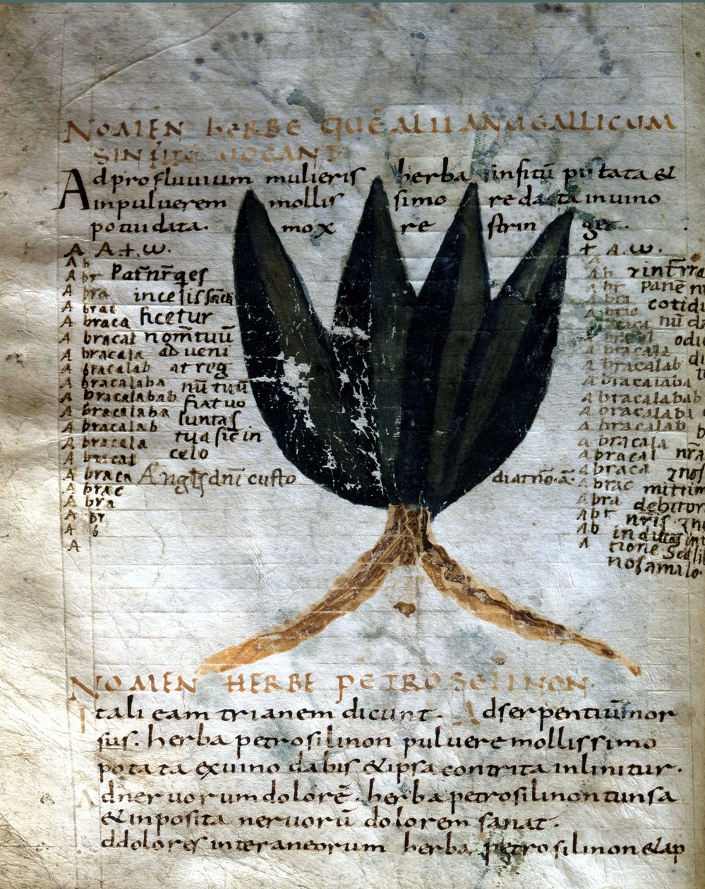Seite des Manuskripts von Apuleius „De viribus herbarum“, 8. oder 9. Jahrhundert. Lucca, Regierungsbibliothek von Unknown artist
