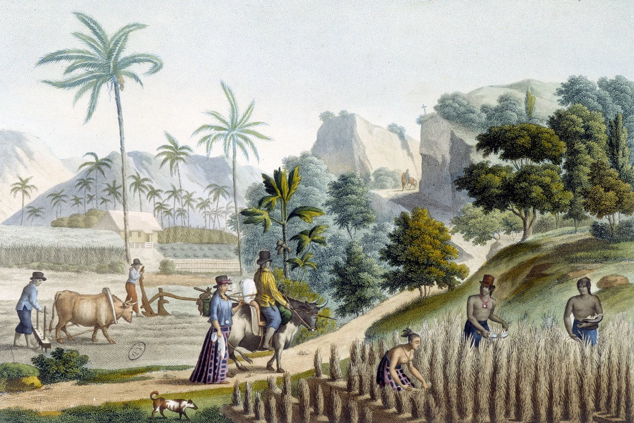 Reis pflanzen und ernten auf der Insel Guam (Mikronesien) von Unknown artist
